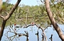 PARCO NAZIONALE MORROCOY. Molte specie di uccelli popolano questo parco marino, prediligendo alcune isole e le paludi costiere di mangrovie
