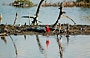 CAYO PUNTA BRAVA. Al ritorno notiamo che nella laguna ci sono molti ibis rossi e così chiediamo al nostro autista di fermarsi e gli scattiamo muovamente la foto