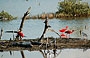 PARCO NAZIONALE MORROCOY. La laguna degli ibis scarlatti su Cayo Punta Brava
