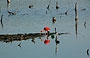 PARQUE NACIONAL MORROCOY. L'ibis rosso si specchia nelle acque della laguna costiera di Cayo Punta Brava nei pressi di Tucacas