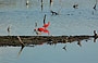 CAYO PUNTA BRAVA. L'ibis rosso, una delle meraviglie dell'avifauna di Morrocoy