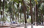 PLAYA GRANDE. Alte palme creano una meravigliosa e piacevole area ombrosa, ideale per issare una tenda