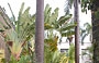 UNIVERSITA' CENTRALE DEL VENEZUELA. Tra erba, banani e palme risaltano i bianchi, i grigi ed i gialli degli edifici sede della Facoltà di Ingegneria 