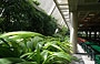 UCV CARACAS. Mensa Universitaria - piano seminterrato: il perimetro dell'edificio con le piante rampicanti e a foglie larghe e l'effetto della luce solare crea un piacevole effetto di serra o giardino d'inverno