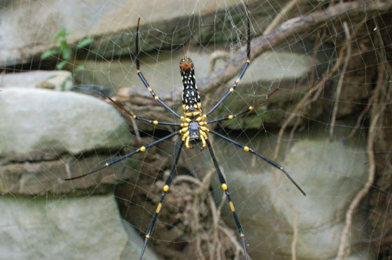 ISOLA DI CAT BA  - Durante il trekking nel Parco Nazionale di Cat Ba osserviamo questo grande ragno 