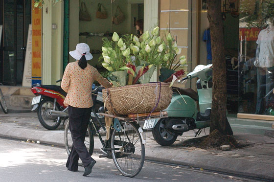 HANOI - Quartiere Vecchio: la giovane donna con la bicicletta trasporta una bellissima cesta di fior di loto