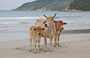 DINTORNI DI NHA TRANG. Jungle Beach: mucche in spiaggia