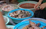 HANOI. Mercato di Pho Gia Ngu: il banco del pesce
