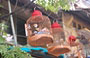 HANOI. Graziose gabbiette per uccelli in bambù appese ai balconi delle case del Quartiere Vecchio