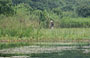 PAGODA DEI PROFUMI. Avvistiamo un contadino tra le risaie oltre il fiume